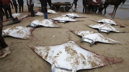 Des p&ecirc;cheurs palestiniens enl&egrave;vent des raies manta &eacute;chou&eacute;es sur une plage de Gaza, le 27 f&eacute;vrier 2013. (MOHAMMED ABED / AFP)