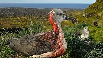 Introduites sur l’île en 1800 par des chasseurs, les souris sont devenues aujourd’hui un fléau pour les oiseaux.  En 1991, l’Afrique du Sud décide d’éradiquer les chats et les souris de l’île mais finalement seuls les félins sont exterminés. Les souris, une espèce envahissante et particulièrement grosse, ont commencé à attaquer les poussins et de jeunes albatros pour se nourrir. Une menace pour l’environnement…
 (Thomas P. Peschak)