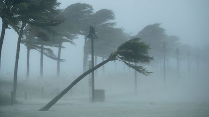 La plage de&nbsp;Lauderdale en Floride (Etats-Unis), balayée par les vents d'Irma, le 10 septembre 2017.&nbsp; (CHIP SOMODEVILLA / GETTY IMAGES NORTH AMERICA / AFP)