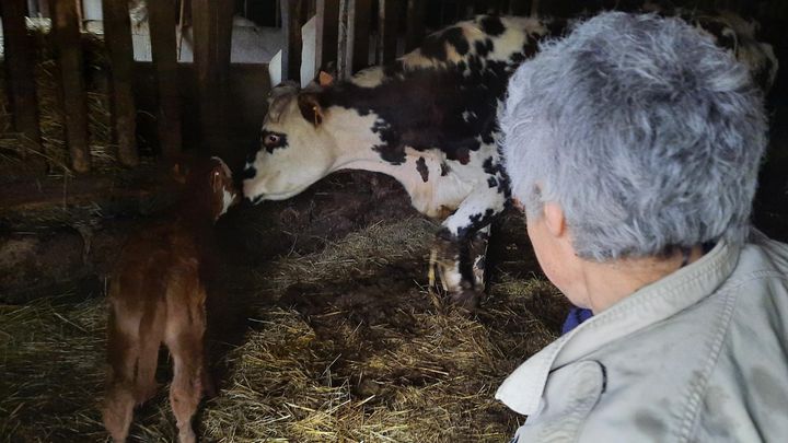 Maryse Célérier, dans son exploitation de bovins à Saint-Amand Le Petit en Haute-Vienne. (SANDRINE ETOA-ANDEGUE / RADIO FRANCE)