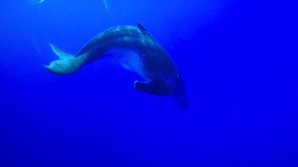 Une baleine de Bangudae (Corée du Sud). (France 3 Nice-Alpes-Côte-d'Azur)