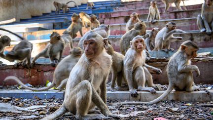 Des macaques dans la ville de Lopburi, en Thaïlande, le 21 juin 2020. (MLADEN ANTONOV / AFP)