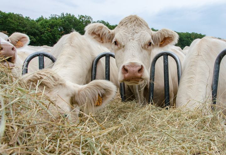 Les vaches charolaises d'Aurélien Desforges se nourissent déjà de foin, le 27 août 2019 à Lussat (Creuse). (THOMAS BAIETTO / FRANCEINFO)