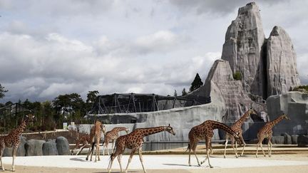 Les girafes du Zoo de Vincennes rénové
 (MARTIN BUREAU / AFP)