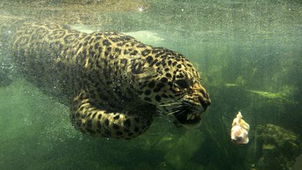 Un jaguar tente de r&eacute;cup&eacute;rer de la nourriture jet&eacute;e dans son bassin &agrave; Bogor (Indon&eacute;sie), le 23 octobre 2012. (BEAWIHARTA  / REUTERS  )