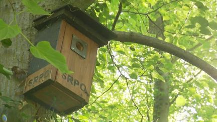 Biodiversité : en Alsace, des bénévoles entretiennent les nichoirs pour faire revenir les oiseaux (France 2)