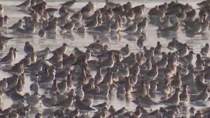 #DecouverteWE : l’île de Ré, un lieu de rêve pour les oiseaux