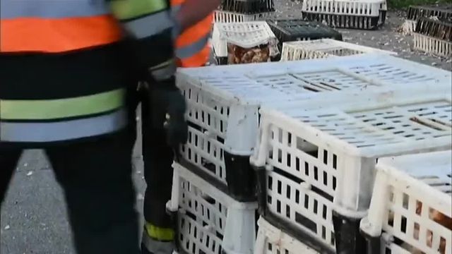 Des milliers de poules bloquent une autoroute en Autriche