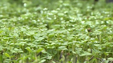 Espace : les micro-pousses à l'étude pour l'alimentation des astronautes (France 3)