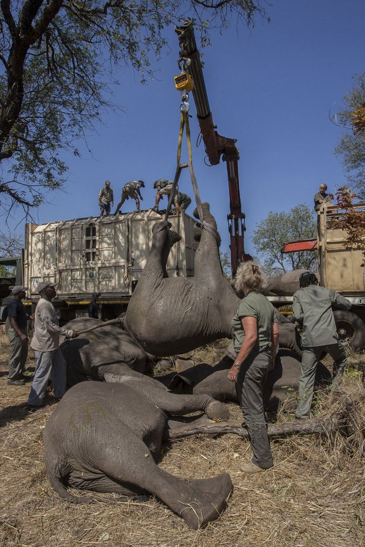 tTransfert de 500 éléphants de la Majete Game réserve vers celle de Nkhotakota au Malawi; (Amos Gumulira / AFP)