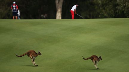 Des kangourous traversent le fairway lors du tournoi de golf Perth International (Australie), le 18 octobre 2013. (MATT KING / GETTY IMAGES)