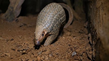 Un pangolin pris en photo au Vietnam.&nbsp; (MANAN VATSYAYANA / AFP)