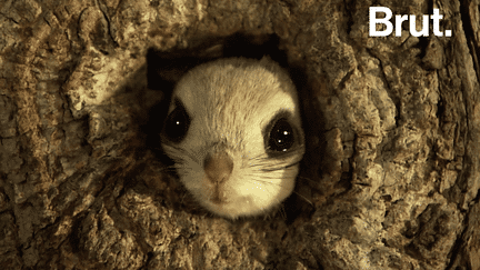 Il est considéré comme étant l’animal le plus mignon au monde. Le chat ? Le chien ? Non, c’est le Pteromys momonga, un petit mammifère japonais. Et ce n’est pas un Pokemon.