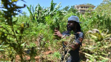 Un cultivateur de cannabis, dans la ville de Nine Mile (Jama&iuml;que), le 29 ao&ucirc;t 2013. (DAVID MCFADDEN / AP / SIPA)