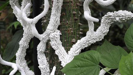 Si ces organismes en dentelle siliconée relèvent d’une nature imaginaire et fantasmée, ils sont vraisemblables. A contrario, la nature ne produit-elle pas elle-même des éléments d’une telle perfection, vernissés et luisants, qu’ils semblent artificiels ? La consistance du silicone permet d’autant mieux la mise en oeuvre du leurre. 
 (François Junot)