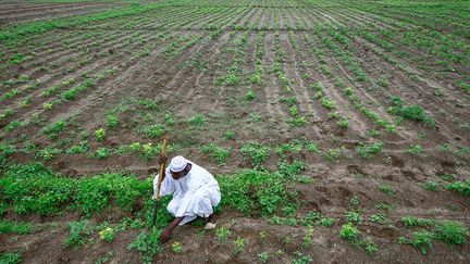 "Je n'ai rien entendu concernant l'exportation. Je ne sais pas si mes acheteurs vendent ma production localement ou s'ils l'exportent", explique àl’AFP Khair Daoud, un agriculteur de 31 ans qui vit à Ardashiva, un village situé à 70 kilomètres au sud de Khartoum. Alors qu’il bêche autour de ses plants de cacahuètes pour dégager les feuilles et faciliter l'irrigation, il ajoute: "J'ai planté 30 feddans (12,6 hectares) de cacahuètes, si les prix augmentent, je planterai l'an prochain 10 feddans supplémentaires sinon je me rabattrai sur les cornes grecques (okras, NDLR), le coton ou le sorgho."&nbsp; &nbsp; &nbsp; (ASHRAF SHAZLY / AFP)