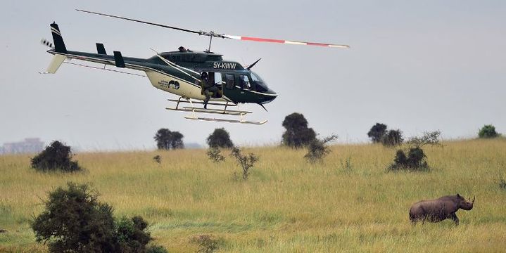 Depuis un hélicoptère les rhinocéros ont été endormis avant d'être déplacés (AFP/Tony Karumba)