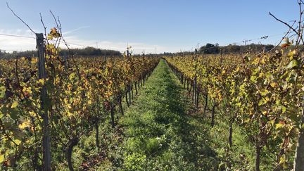 Des vignes à Galgon en Gironde. (EDOUARD MARGUIER / RADIO FRANCE)