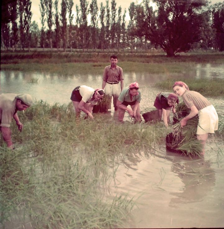 1965 récolte du riz dans une plantation
 (Courtesy of the Camargue Museum/PNRC.)