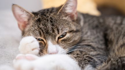 C'était un joli mystère, le ronronnement de nos chats... Ça y est, on sait enfin pourquoi. (ANITA KOT / MOMENT RF / GETTY IMAGES)