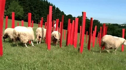 "Le pré aux abeilles", installation de Céline Dodelin
 (France 3 / Culturebox)