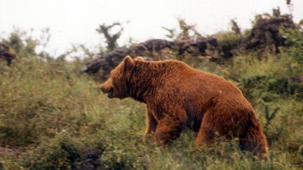 Un ours dans le massif des Hautes-Ariège, le 30 décembre 2003. (M. HILTENBRANDT / MAXPPP)