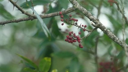 Gastronomie : le poivre de Timut, la baie fruitée du Népal