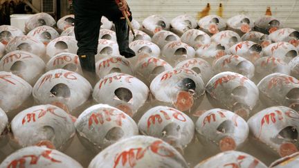 Probl&egrave;me, cet endroit typique est pris d'assaut par les touristes, dont certains viennent y d&eacute;fendre la cause du thon, en voie de disparition. Du coup, le march&eacute; de&nbsp;Tsukiji est r&eacute;guli&egrave;rement ferm&eacute; aux touristes. (KIYOSHI OTA / REUTERS)