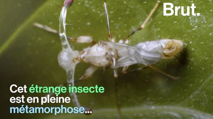 Des yeux perchés au bout de longs pédoncules, c'est l'étonnante caractéristique de la mouche diopside.