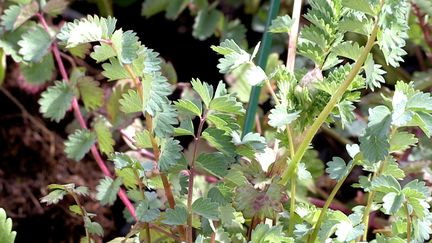 Les feuilles de la petite pimprenelle peuvent parfumer les salades. (ISABELLE MORAND / RADIO FRANCE / FRANCE INFO)