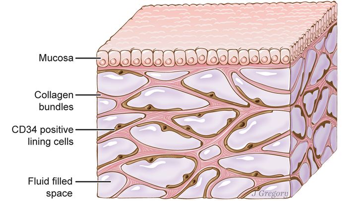 Schéma de "l'interstitium". (JILL GREGORY / MOUNT SINAI HEALTH SYSTEM / CREATIVE COMMONS)