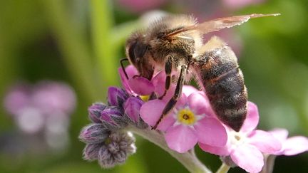 Une abeille butine une myosotis, le 24 avril 2019 à Munich (Allemagne). (RACHEL BOßMEYER / DPA / AFP)