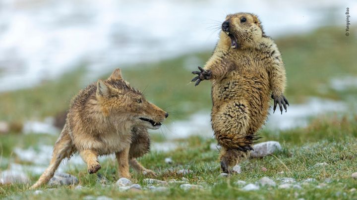 Une marmotte est surprise par une renarde dans la réserve naturelle des monts Qilian (Chine), en 2019. (YONGQING BAO)