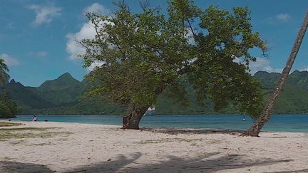 Pour combattre l'érosion des plages sur l'île de Moorea, l'office du tourisme a sélectionné plusieurs variétés de plantes qui seront plantées sur le sable. (France 3)