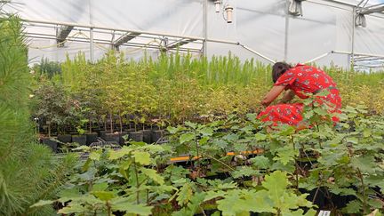 Catherine Santaella, chercheuse au CNRS, travaille à rendre les arbres plus résistants à la chaleur. (GUILLAUME FARRIOL / RADIO FRANCE)