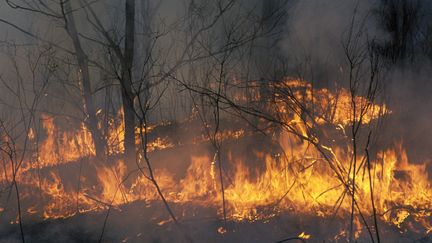 Feu de forêt dans le sud-est de la Sibérie (L75 / MAXPPP)