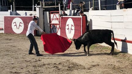 Un entraînement à l'école taurine d'Arles, dans la Monumentale de Gimeaux.&nbsp; (HUGO CHARPENTIER / RADIO FRANCE)