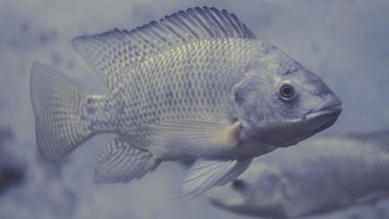 La peau de ce Tilapia bleu, comme la peau du cabillaud, permet de faire cicatriser plus vite et plus naturellement, plaies et brûlures. Une étude internationale récente sur des patients diabétiques le confirme. (Illustration) (SHERIF A. WAGIH / MOMENT RF / GETTY IMAGES)