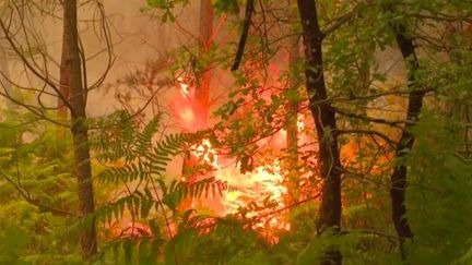 Incendies en Gironde : la piste criminelle privilégiée pour l’un des deux feux  (FRANCE 3)