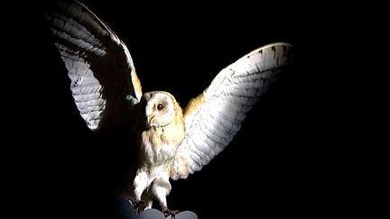 Une chouette de l'exposition "Nuit" au muséum Henri-Lecoq Clermont-Ferrand
 (France 3 / capture d&#039;écran)