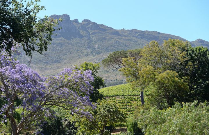 Route des vins de Constantia Valley, Le Ca, Afrique du Sud. (ARTUR WIDAK / NURPHOTO)