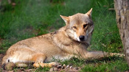 Un loup, dans le G&eacute;vaudan (Loz&egrave;re), le 11 juillet 2012. (PHILIPPE HUGUEN / AFP)