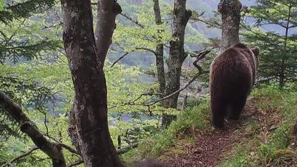 Depuis 2004 et l’abattage d’un ours qui avait suscité la polémique, le gouvernement a poursuivi les introductions de cette espèce dans la région. Comment concilier élevage et préservation de l'espèce ? La cohabitation n'est pas si évidente avec les bergers.&nbsp; (FRANCE 2)