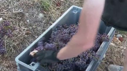 Fortes chaleurs : des vendanges de plus en plus précoces