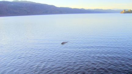 Une photo prise sur le Loch Ness en 2012 par le capitaine d'un bateau emmenant les touristes en promenade. Le fameux monstre ? (ALASDAIR ALLEN / MAXPPP)