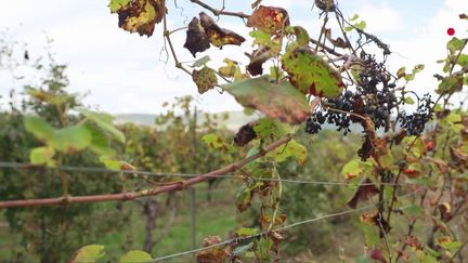 Climat : avec 90% des vignobles du Lot décimés par le gel, les viticulteurs se diversifient