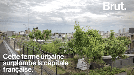 Une ferme à Paris ? Des chercheurs d’Agroparistech nous prouvent que c’est possible. Et plein de bénéfices.