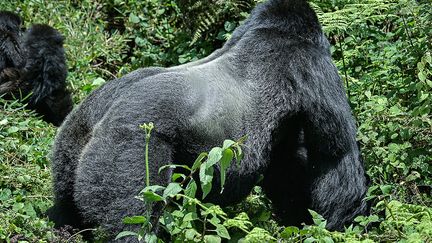 Ce problème de densité est bien plus prégnant au Rwanda où, en raison de la pression démographique, la surface du parc a été grignotée de moitié au XXe siècle. Une seule famille de gorilles vit dans la partie ougandaise des Virunga, et le parc est "immense" côté congolais, note un responsable du Programme international de protection des gorilles, une organisation régionale.&nbsp;&nbsp; (SIMON MAINA / AFP)