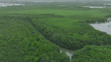 Martinique : la mangrove et ses énergies étonnantes