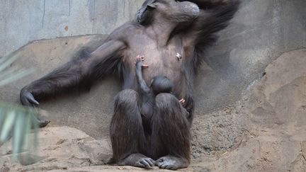 Vanessa, une femelle chimpanz&eacute; &acirc;g&eacute;e de 31 ans joue avec son petit au zoo d'Osnabrueck (Allemagne), le 21 janvier 2014. (CARMEN JASPERSEN / DPA / AFP)